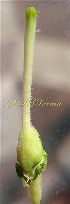  Pistil